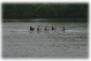 Men's Varsity 4+
