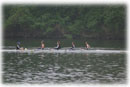 Women's Varsity 4+