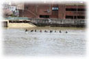 Women's Novice 8+