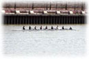 Women's Novice 8+